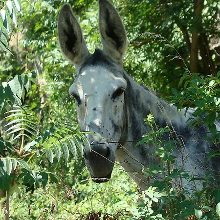 Hotel Gite-hotel La Cabourne Saint-Privat-dʼAllier